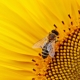 sunflower-1643794