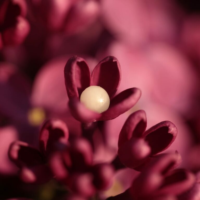 18 homeopatia