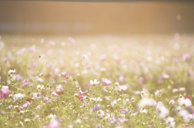 1 cosmos-flowers-1138041