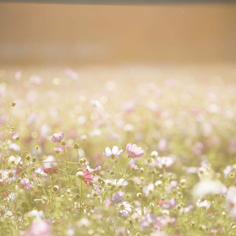 1 cosmos-flowers-1138041