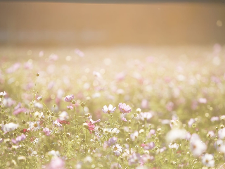 1 cosmos-flowers-1138041