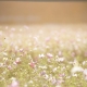 1 cosmos-flowers-1138041