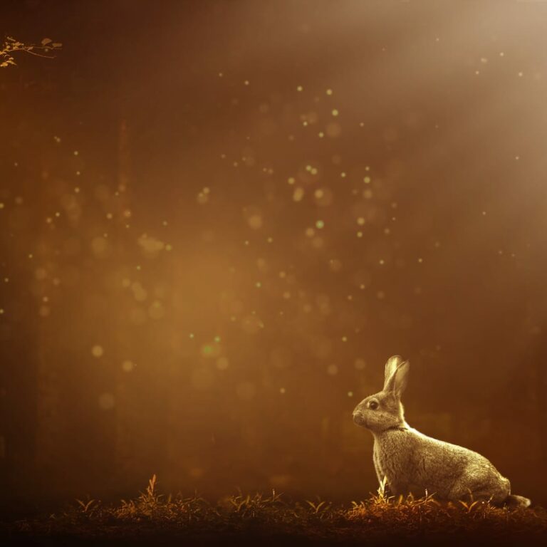 1 rabbit-3497805