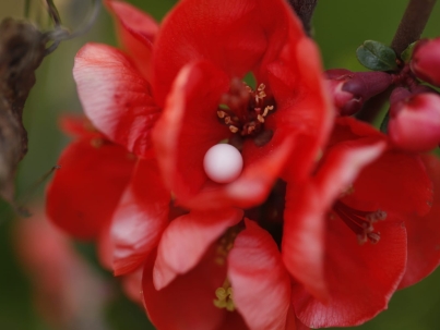 18 homeopatia