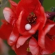 18 homeopatia