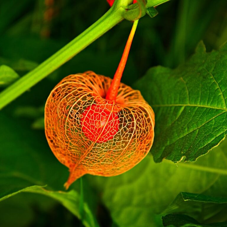 bladder-cherry-3699126