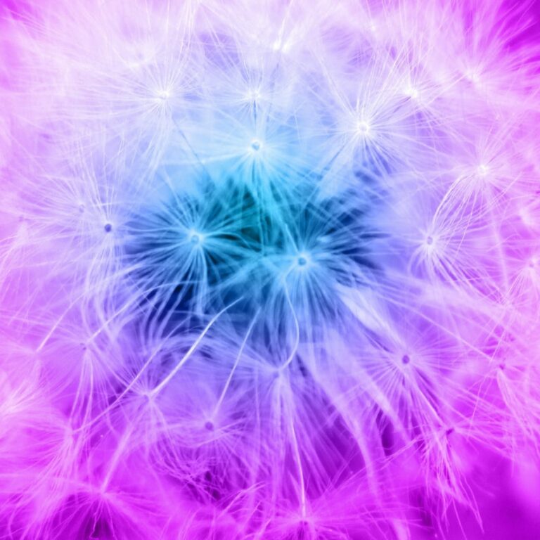 1 flower-5177659
