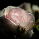 1 pink-2893502