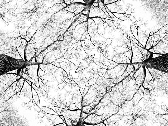 1 tree-1763781