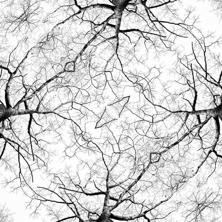 1 tree-1763781