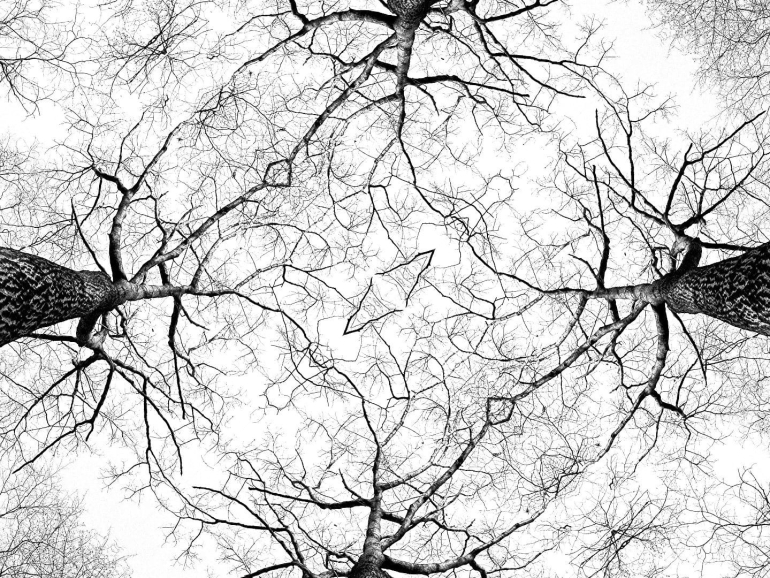 1 tree-1763781
