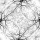 1 tree-1763781