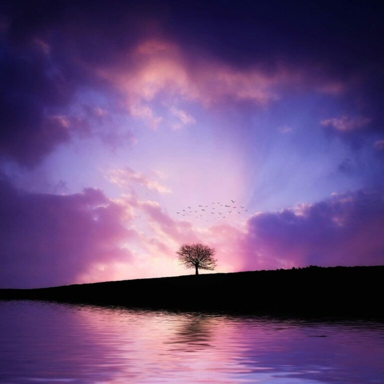1 tree-832033