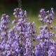 flowers-7232964