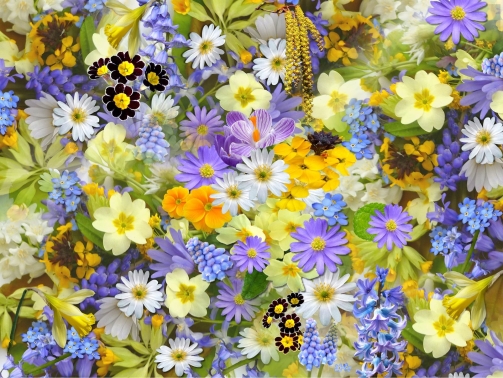 spring-flowers-110671_1920