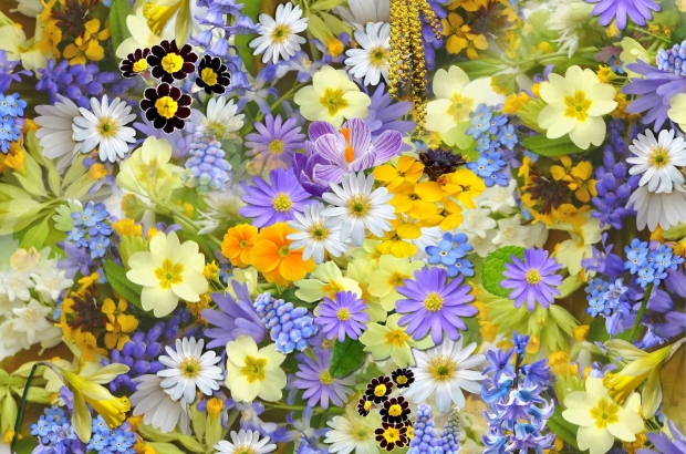 spring-flowers-110671_1920