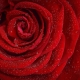 1 rose-1642970