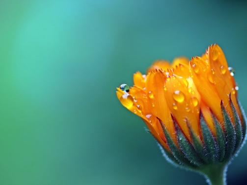 1 marigold-1568646
